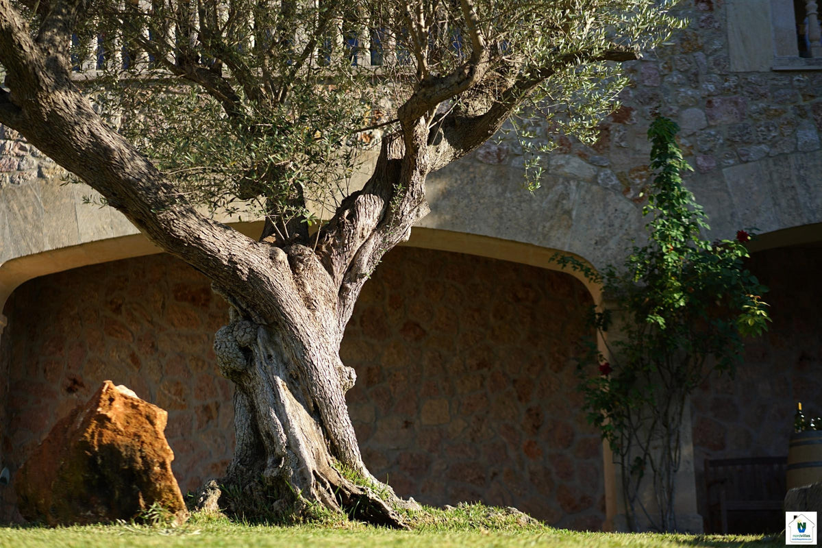 Impression der Finca Cal Xino bei Pollença, Mallorca