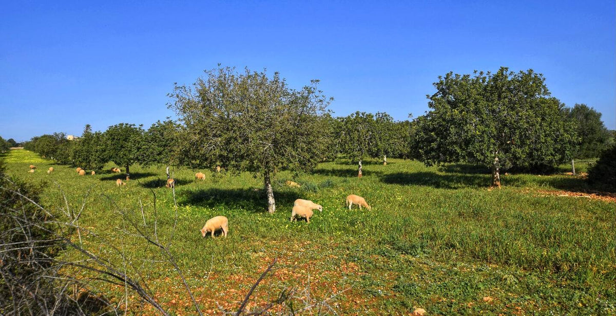 Finca Alegria in Porto Cristo, Mallorca – Ansicht 25