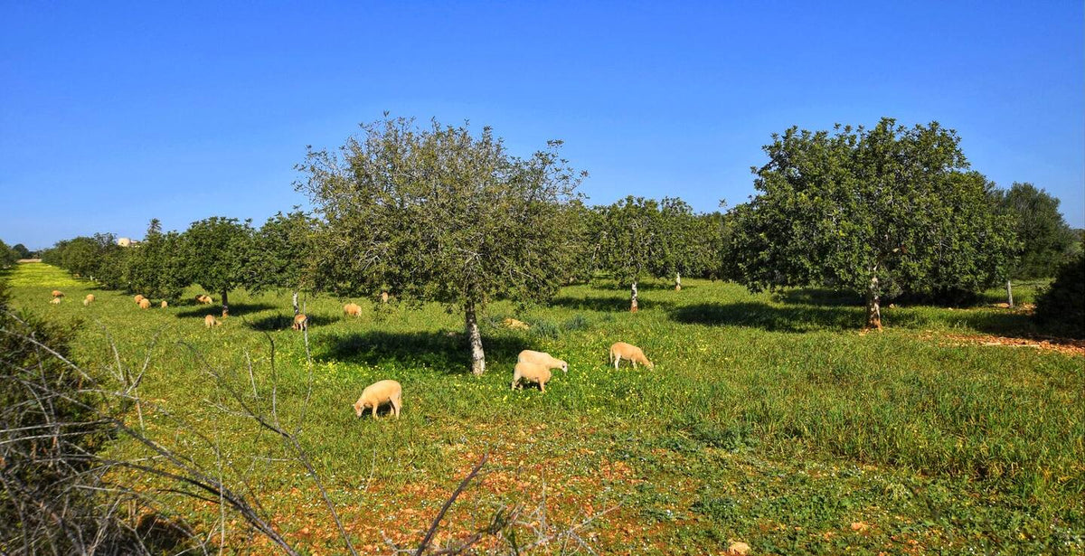 Finca Moli in Porto Cristo, Mallorca – Ansicht 15