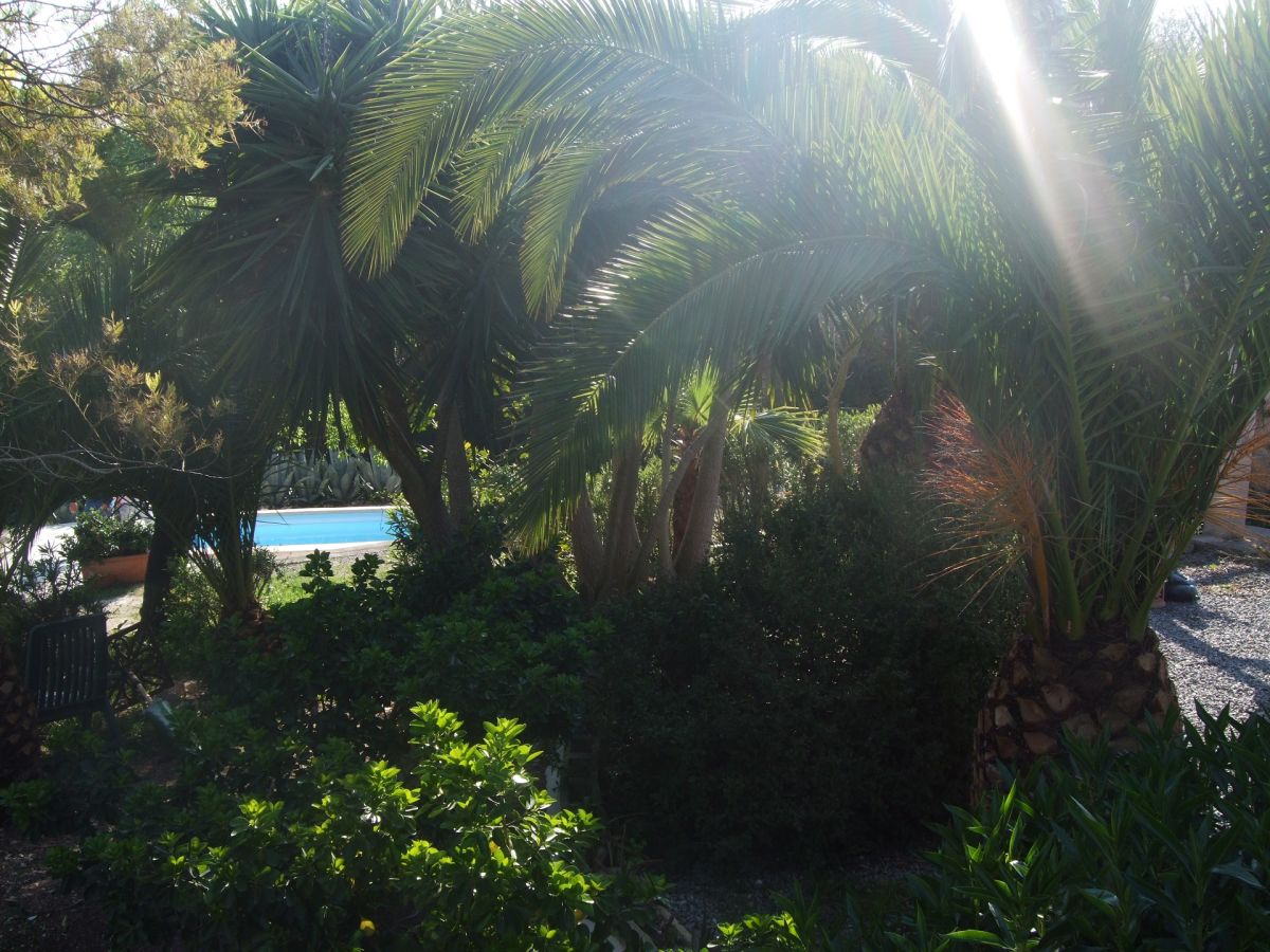 Finca Paradies La Aldea in Petra, Mallorca – Ansicht 16