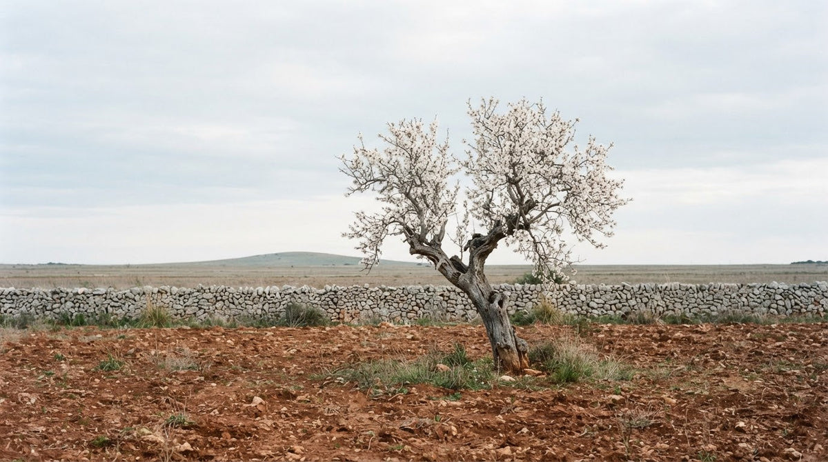 Blühender Mandelbaum bei Sineu – Mandelblüte auf Mallorca