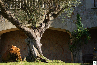 Impression der Finca Cal Xino bei Pollença, Mallorca
