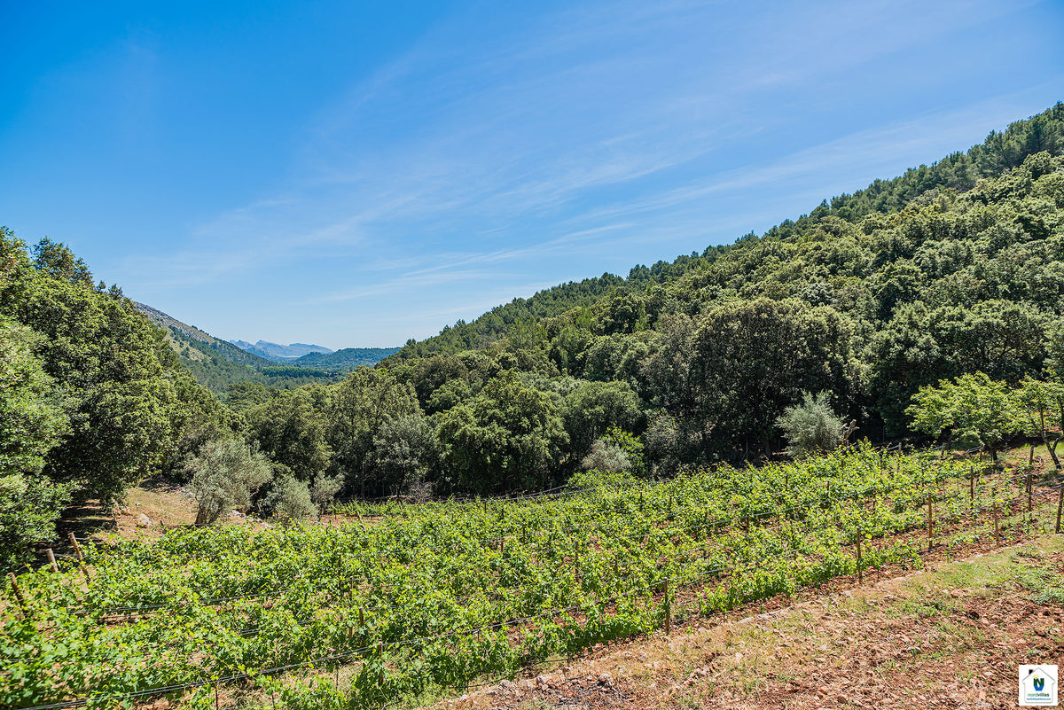 Ansicht 12 der Finca Can Picassa bei Pollença, Mallorca