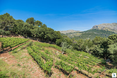 Ansicht 11 der Finca Can Picassa bei Pollença, Mallorca