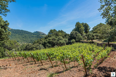 Ansicht 10 der Finca Can Picassa bei Pollença, Mallorca