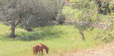 Finca Es Blauet in Calonge, Mallorca – Ansicht 4