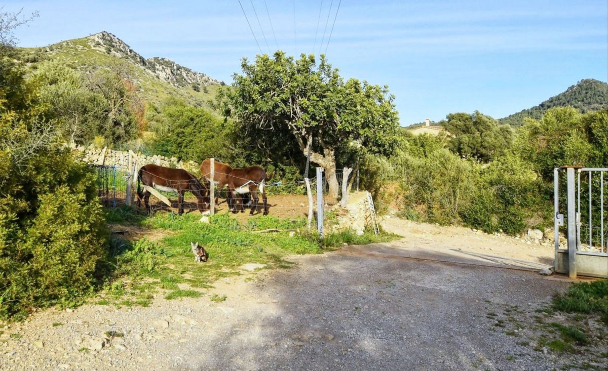 Finca Esquerda in Sant Llorenç des Cardassar, Mallorca – Ansicht 19
