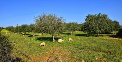 Finca Moli in Porto Cristo, Mallorca – Ansicht 15