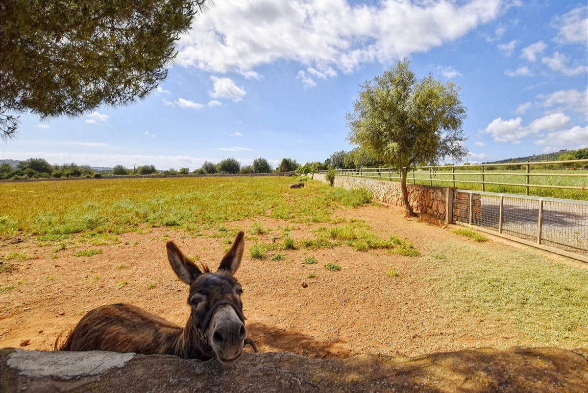 Finca Pleta in Manacor, Mallorca – Ansicht 18