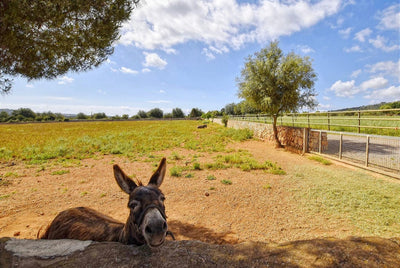 Finca Pleta in Manacor, Mallorca – Ansicht 18