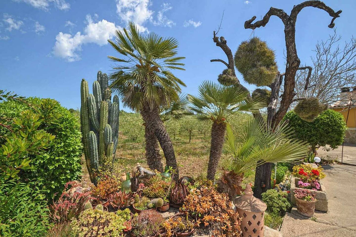 Finca Sandia in Búger, Mallorca – Ansicht 12