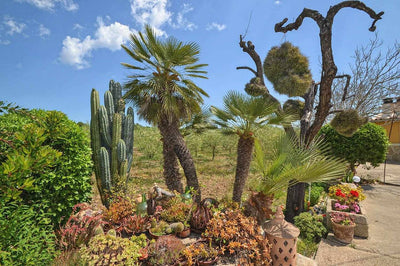 Finca Sandia in Búger, Mallorca – Ansicht 12