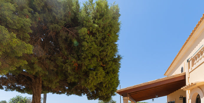 Finca Sarina Sanu in Cala Ferrera, Mallorca – Ansicht 4