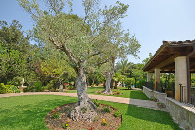 Landhaus Ca na Rossa in Campanet, Mallorca – Ansicht 7