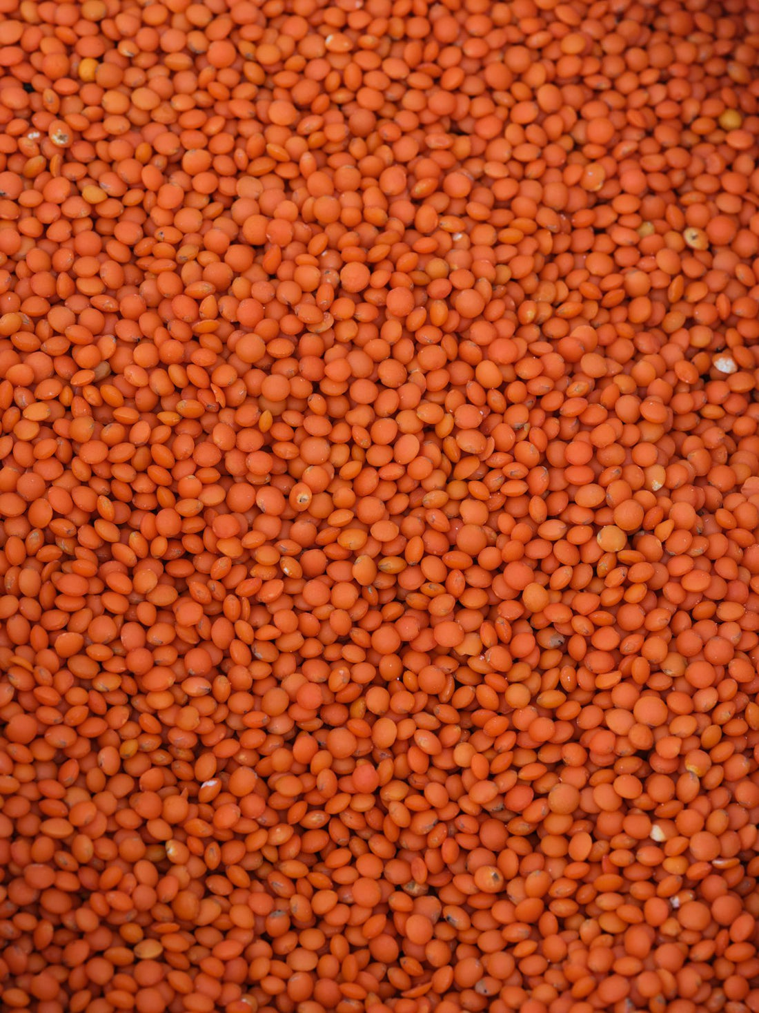 Lentejas rojas – 500 g