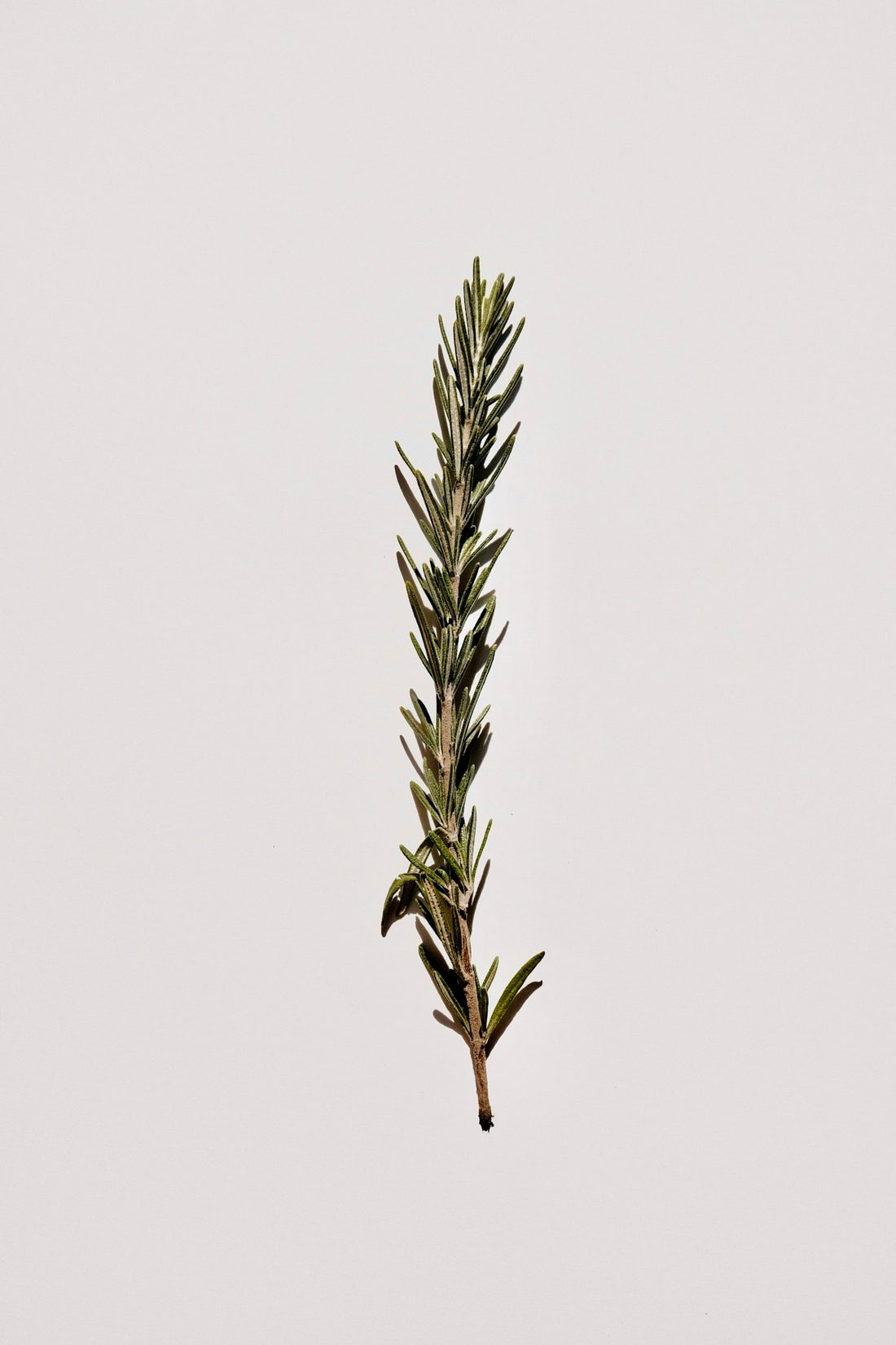 Rosmarin, frisch – 1 Bund